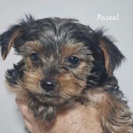 Rascal - Black and tan male Yorkshire Terrier puppy in West Plains, Missouri from Brinkley Yorkies