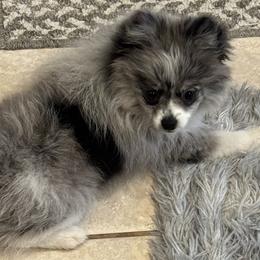 Pomeranian Puppies from Trammells Pomerianians