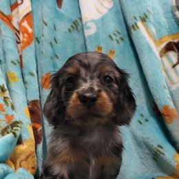 Lewis - Dapple male Dachshund puppy in Ashford, Alabama from Circle City Dachshunds