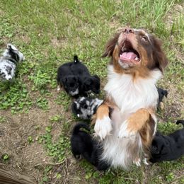 Miniature Australian Shepherd Puppies from Peace Creek Aussies