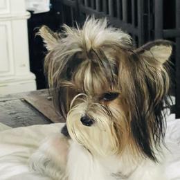 Yorkshire Terrier Puppies from Yorkies of St. George