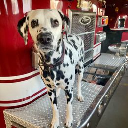 Dalmatians from Dalmatian puppies
