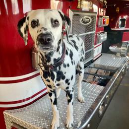 Dalmatians from Dalmatian puppies