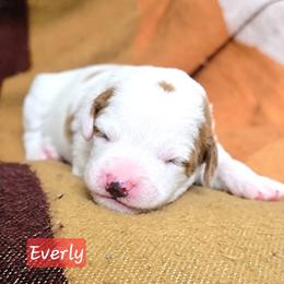 Everly - Parti female Goldendoodle puppy in Hendersonville, Tennessee from Ben's Best Buddy Goldendoodles