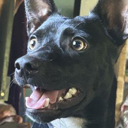 Rat Terrier Puppies from Haiku Rat Terriers