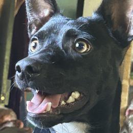 Rat Terrier Puppies from Haiku Rat Terriers