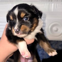 Miss Lemon - Black tri female Toy Australian Shepherd puppy in Dolan Springs, Arizona from High Desert Companions