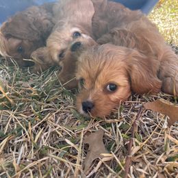Cavapoo and Shihpoo Puppies from Haus of Doodles