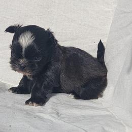 Stinker - Black male Shih Tzu puppy in Willard, Utah from Shih-tzu Queen