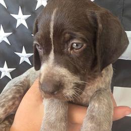 Pixel Girl 8 - Liver roan female German Shorthaired Pointer puppy in Banning, California from ⭐🦆 So Cal on Point GSP'S🇺🇲🇩🇪 lg