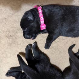 Pink collar girl - Black female German Shepherd puppy in Centralia, Illinois from Janices AKC German Sheperds LLC