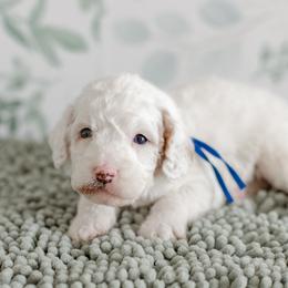 Blaze (blue collar) - Parti male Goldendoodle puppy in Apopka, Florida from The Classic Doodle