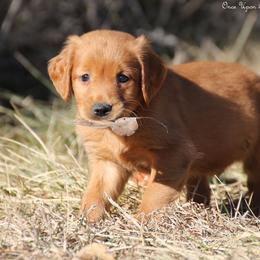Eve's Blue Boy - Dark golden male Golden Retriever puppy in Idaho Falls, Idaho from Once Upon A Dream Kennels