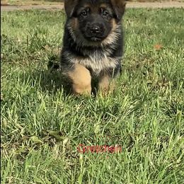 "Gretchen 5 Weeks Old" German Shepherd Puppies from Von Falkenberg German Shepherds