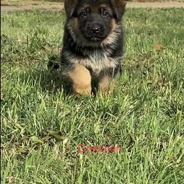 "Gretchen 5 Weeks Old" German Shepherd Puppies from Von Falkenberg German Shepherds