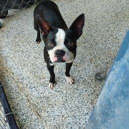 Maggie - Boston Terrier