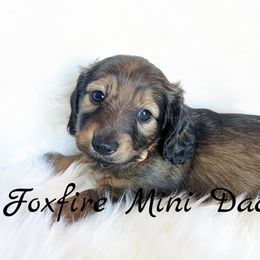 Dachshunds from Foxfire Mini Dachshunds