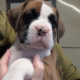 Ollie - full white collar - Boxer puppy from Brinkhaven Boxers