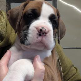 Ollie - full white collar - Boxer puppy from Brinkhaven Boxers