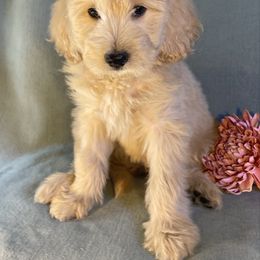 Rose - Cream female Goldendoodle puppy in Rochester, New York from Kindred Goldendoodles