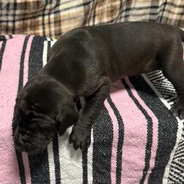 Girl 1 - Black and white female Great Dane puppy in Indianola, Iowa from Bull West Kennels