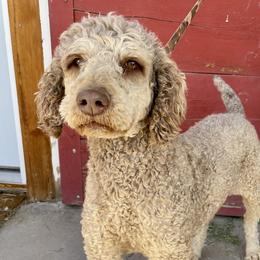 Mocha Marie  - Poodle