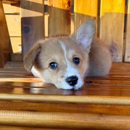 Sunny - Red male Pembroke Welsh Corgi puppy in El Dorado Springs, Missouri from Trixie Dixie