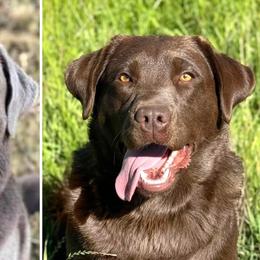 Dilute Retrievers, Labradoodles, and Labrador Retrievers from Bitterbrush Farm & Apiary