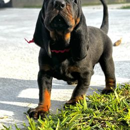 Black and Tan Coonhound Puppies from Classic Coonhounds
