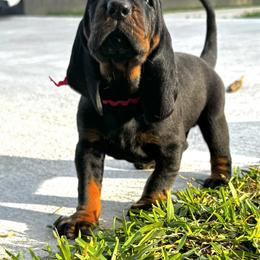 Black and Tan Coonhound Puppies from Classic Coonhounds