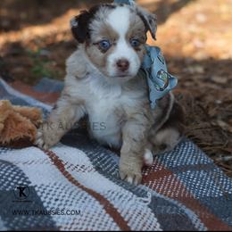 Wren -Red Merle Female - Red merle female Miniature Australian Shepherd puppy in Nacogdoches, Texas from TK Standard, Mini, & Toy Aussies