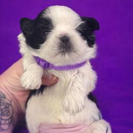 Purple - Black and white female Shih Tzu puppy in Berkeley Springs, West Virginia from Sandridge Shih Tzus