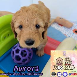 Aurora - Apricot female Goldendoodle puppy in Santa Cruz, California from Lu Doodles