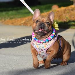 Sabrina - Blue fawn female French Bulldog puppy in Loxahatchee, Florida from Blue Wonder Frenchies
