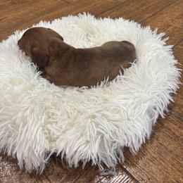 Dachshund Puppies from Finleys Babies