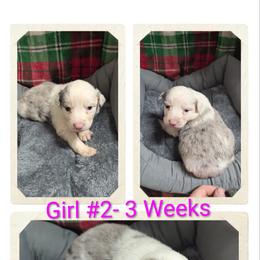 Australian Shepherd and Great Dane Puppies from AEW Farm