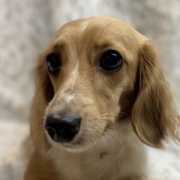 Daisy - Dachshund