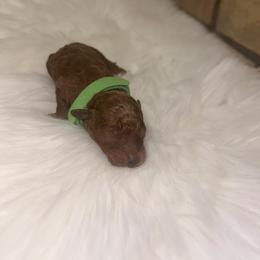 Poodle Puppies from Red Okie Maltipoos
