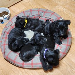 Scottish Terrier Puppies from Scotties By Stout
