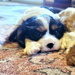 Reserved - Tri-color male Cavalier King Charles Spaniel puppy in Marshfield, Missouri from Puppyloversplace