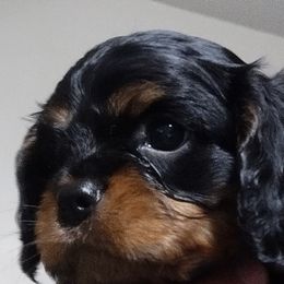 Cavalier King Charles Spaniels, Cavapoos, and Poodles from Marta's Cavaliers