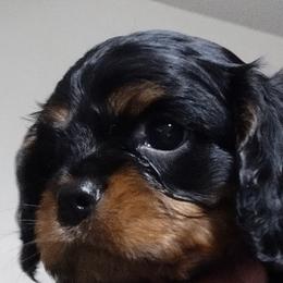 Cavalier King Charles Spaniels, Cavapoos, and Poodles from Marta's Cavaliers