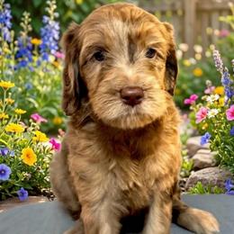 Peggy - Merle female Goldendoodle puppy in Tybee Island, Georgia from Castaway Doodles