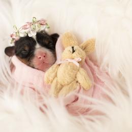 Brittany and Cavalier King Charles Spaniel Puppies from Katy Cavaliers & Barefoot Days Brittanys