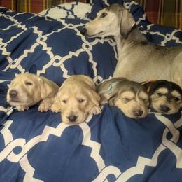 Saluki Puppies from Sahar Paz Salukis