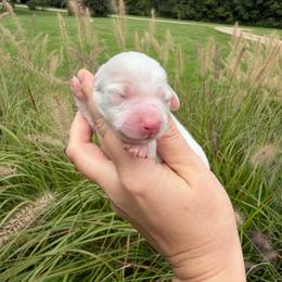Wisteria - Cream female Dachshund puppy in Paw Paw, Michigan from Mulberry Meadow Farms