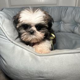 Charlie - Gold and white male Shih Tzu puppy in California from Fairy Tails Shih Tzus CA