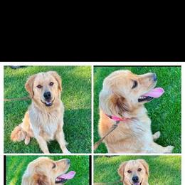 Gabby - Golden Retriever