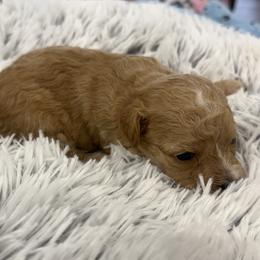 Asher - Red  male Goldendoodle puppy in Ambrose, Georgia from Brandilyn's Aussies