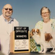 Cordia’s Sinrise-Sunset - Japanese Chin